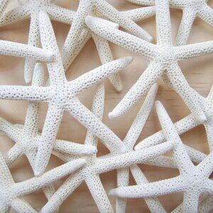6 White Finger/Pencil Starfish